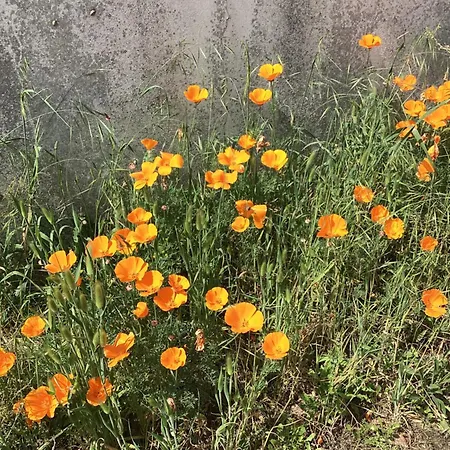 Maison Marie De Re Prázdninový dům Sainte-Marie-de-Ré