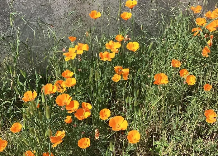 Maison Marie De Re 度假居 圣马丹德雷